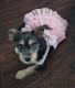 Other Puppies for sale in Modesto, CA, USA. price: $20,000