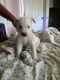 Other Puppies for sale in Irwinton, GA, USA. price: $400