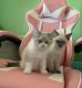 Other Cats for sale in Seminole, OK, USA. price: $650