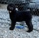 Other Puppies for sale in Leesburg, AL 35983, USA. price: NA