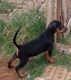 Other Puppies for sale in Lubbock, TX, USA. price: $1,600