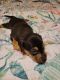 Other Puppies for sale in Las Vegas, NV, USA. price: $600