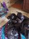 Other Puppies for sale in Yelm, WA 98597, USA. price: $200