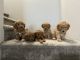 Other Puppies for sale in Richland, WA 99352, USA. price: $2,500