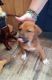 Other Puppies for sale in 10630 N 47th Dr, Glendale, AZ 85304, USA. price: $150
