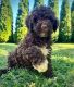 Other Puppies for sale in Welland, ON, Canada. price: $3,500