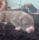 Other Puppies for sale in Benson, NC 27504, USA. price: $150