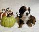 Other Puppies for sale in Lehi, UT, USA. price: $3,000
