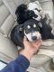 Other Puppies for sale in Monroe, NC, USA. price: $150