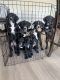 Other Puppies for sale in Menifee, CA, USA. price: NA