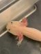 Other Amphibians for sale in Attleboro, MA, USA. price: NA