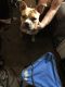 Other Puppies for sale in Utica, NY, USA. price: $300
