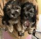 Other Puppies for sale in Clermont, FL, USA. price: $900