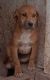 Other Puppies for sale in Kanab, Utah. price: $50