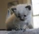 Other Cats for sale in Capon Bridge, WV 26711, USA. price: $950