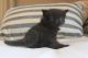 Other Cats for sale in Capon Bridge, WV 26711, USA. price: $750