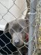 Other Puppies for sale in Hemet, California. price: $300