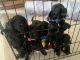 Other Puppies for sale in Townsville, Queensland. price: $3,000