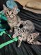 Other Cats for sale in Post Falls, ID 83854, USA. price: NA