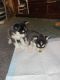 Other Puppies for sale in Saratoga Springs, New York. price: $1,800