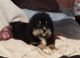 Other Puppies for sale in St. Albans, Vermont. price: $650