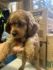 Other Puppies for sale in Bossley Park, New South Wales. price: $1,800