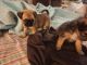 Other Puppies for sale in Mims, Florida. price: $250