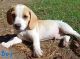 Other Puppies for sale in Lismore, New South Wales. price: $1,000