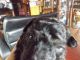 Other Puppies for sale in Cookeville, TN, USA. price: NA