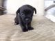 Other Puppies for sale in Murfreesboro, TN, USA. price: NA
