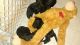 Other Puppies for sale in Bullhead City, AZ, USA. price: NA
