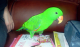 Other Birds for sale in Springfield, IL, USA. price: NA