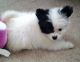 Other Puppies for sale in Shirley, NY, USA. price: NA