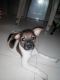 Other Puppies for sale in Mumbai, Maharashtra, India. price: 750 INR