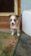 Other Puppies for sale in Gudivada, Andhra Pradesh 521301, India. price: 1000 INR