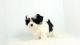 Other Puppies for sale in Diamondville, WY, USA. price: NA