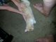 Other Cats for sale in Lancaster, CA, USA. price: NA