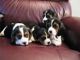 Other Puppies for sale in West Mansfield, OH 43358, USA. price: NA