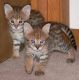 Other Cats for sale in Anchorage, AK, USA. price: $300