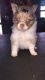 Other Puppies for sale in Section, AL 35771, USA. price: NA