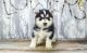 Other Puppies for sale in San Jose, CA, USA. price: NA