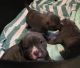 Other Puppies for sale in Titusville, FL, USA. price: NA
