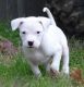 Other Puppies for sale in Omaha, NE, USA. price: NA