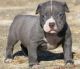 Other Puppies for sale in Ashland, VA 23005, USA. price: NA