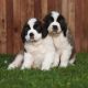 Other Puppies for sale in Ashburn, VA, USA. price: NA