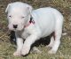 Other Puppies for sale in Kansas City, KS, USA. price: NA