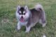 Other Puppies for sale in Phoenix, AZ, USA. price: NA