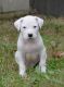 Other Puppies for sale in Delaware City, DE, USA. price: NA