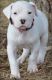 Other Puppies for sale in Delaware City, DE, USA. price: NA
