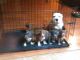Other Puppies for sale in Charlotte, NC, USA. price: NA